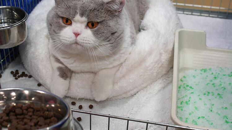 Voller Stolz präsentierten die Züchter ihre Katzen. Foto: Evi Seeger