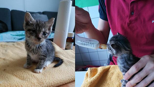 Tierheim Bayreuth: "Dieses Jahr besonders viele Katzenbabys ohne Mama"