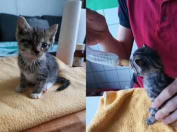 Tierheim Bayreuth: "Dieses Jahr besonders viele Katzenbabys ohne Mama"