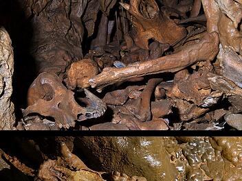 Tausende von Knochen in fränkischer Höhle - was es damit auf sich hat Tausende von Knochen in fränkischer Höhle - was es damit auf sich hat