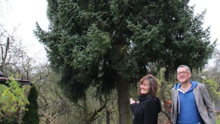 Maria Göth und Mario Wolf  präsentieren "ihren" Weihnachtsbaum und freuen sich, dass der Baum nicht einfach nur gefällt wird, sondern noch ein paar Wochen bewundert wird.Ulrike Nauer