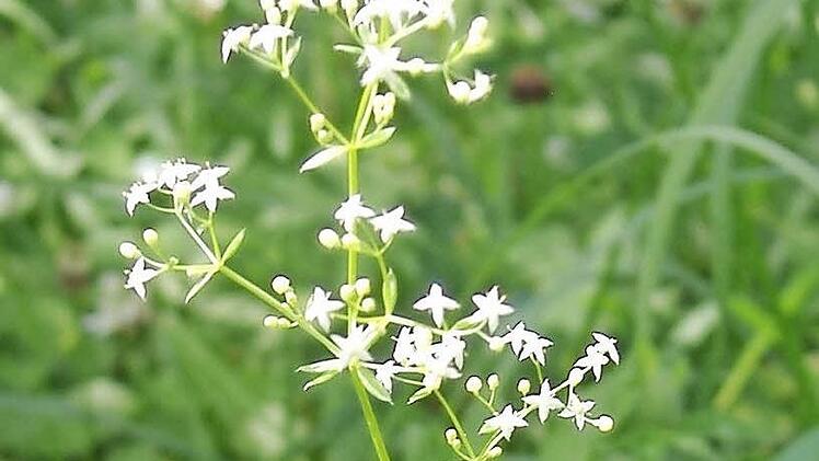 Das Wiesenlabkraut heißt auch "Maria Bettstroh". Es wurde früher den Wöchnerinnen ins Bett gestreut.