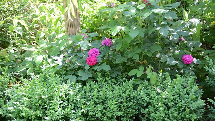 Impressionen aus dem Garten Michaelis in Schirradorf Foto: Dagmar Besand