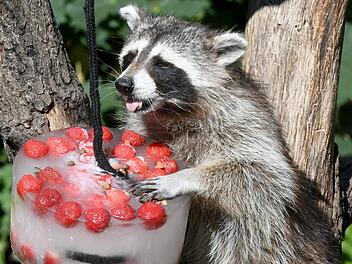 Ein Waschb&auml;r erfrischt sich an einer Eistorte mit Erdbeeren, Rosinen und Honig in Yukon Bay im Erlebnis-Zoo bei Sonnenschein. Foto: Holger Hollemann/dpa