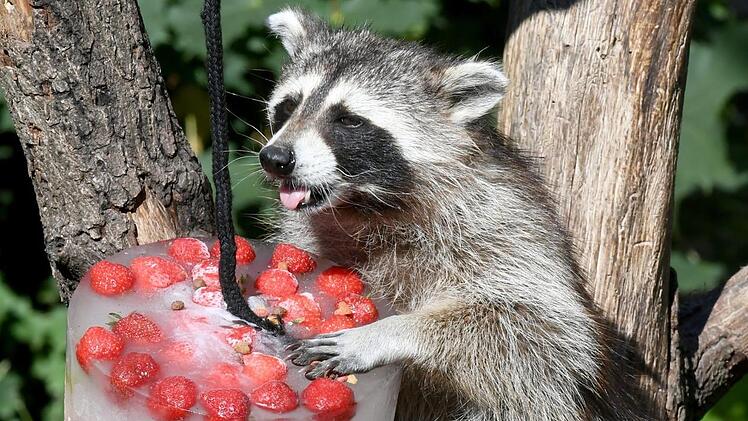 Ein Waschb&auml;r erfrischt sich an einer Eistorte mit Erdbeeren, Rosinen und Honig in Yukon Bay im Erlebnis-Zoo bei Sonnenschein. Foto: Holger Hollemann/dpa