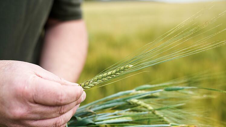 Die Qualität der Körner entscheidet, ob die Gerste zum Brauen eingesetzt werden kann. Foto: Adriane Lochner