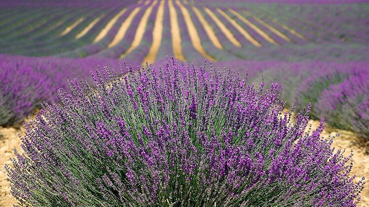 Lavendel besitzt heilende Kräfte.