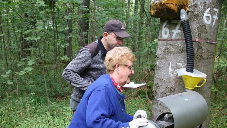 Wie viel Regenwasser läuft an einem Stamm hinunter? Das wird mit diesem speziellen Apparat gemessen. Hier kontrollieren Maria Rüttiger und Michael Schneider das Ergebnis.  Foto: Kathrin Kupka-Hahn
