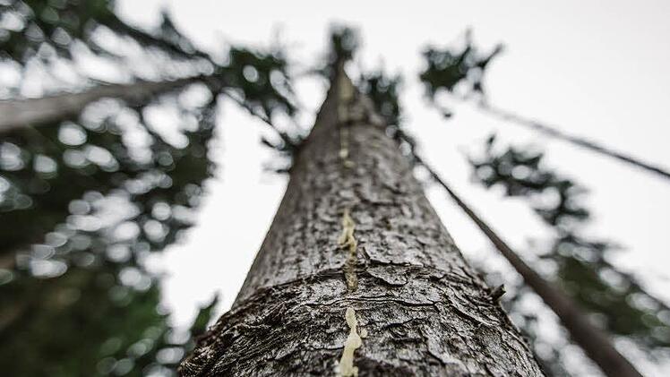 Die Spur aus Harz weist auf Borkenkäfer-Befall hin. Foto: Archiv