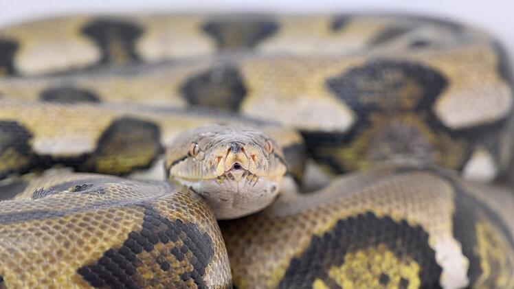 Netzpython