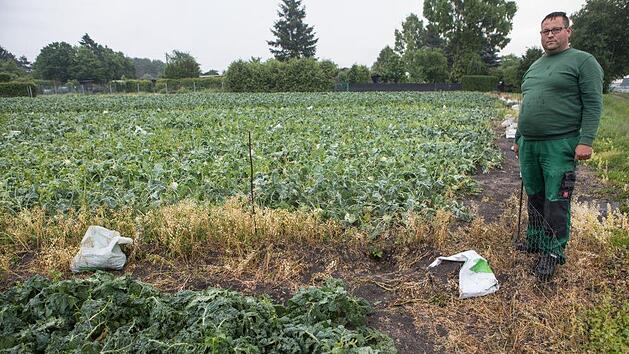 Da hat er die Bescherung - nach dem Mittwochsunwetter betrachtet Hans-Jürgen Eichfelder die Schäden auf seinen Flächen.Foto: Barbara Herbst