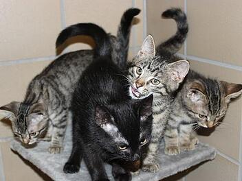 Vier Katzenbabys fehlt die Mutter
