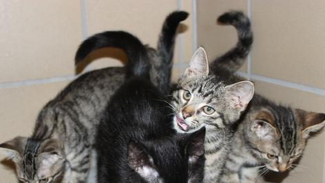 Vier Katzenbabys fehlt die Mutter