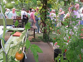 Beim Rundgang durch den Garten von Helga Dressel bekamen die Gäste Tomaten ohne Ende zu sehen. Foto: Monika schütz