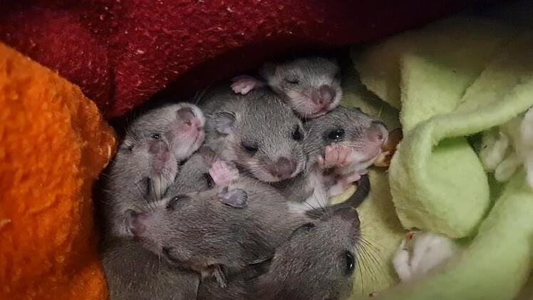 Familie aus Bayern hört seltsames Geräusch in Badezimmerschrank - Feuerwehr findet ganze Tierfamilie