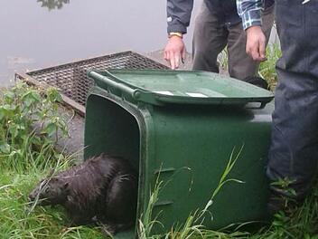 Aus der Mülltonne in die Freiheit: Der Biber fühlte sich nach der Rettung wieder sichtlich wohl. Fotos: Martin Panzer