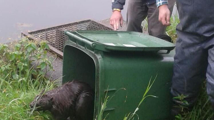 Aus der Mülltonne in die Freiheit: Der Biber fühlte sich nach der Rettung wieder sichtlich wohl. Fotos: Martin Panzer