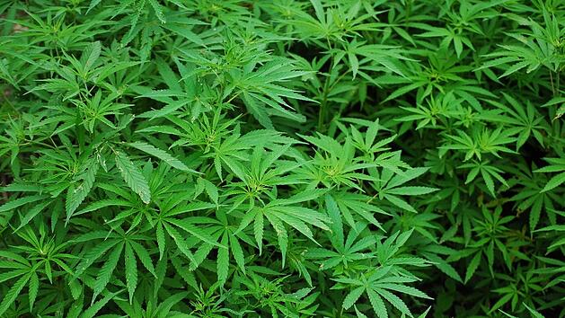 In Deutschland ist der Anbau von Cannabis illegal.