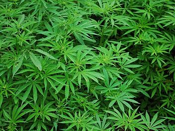 In Deutschland ist der Anbau von Cannabis illegal.