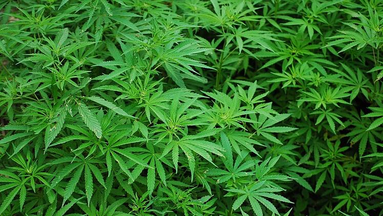In Deutschland ist der Anbau von Cannabis illegal.