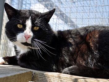 Tierheim Hof: Kater "Kasimir" will nach aufregendem Leben zur Ruhe kommen