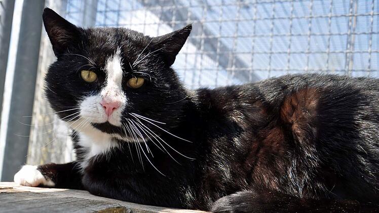 Tierheim Hof: Kater "Kasimir" will nach aufregendem Leben zur Ruhe kommen