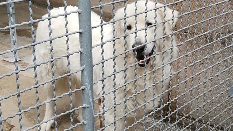 Tierheim Bayreuth: Hund an Raststätte auf A9 gefunden - Herdenschutzhund an Autobahn aufgetaucht
