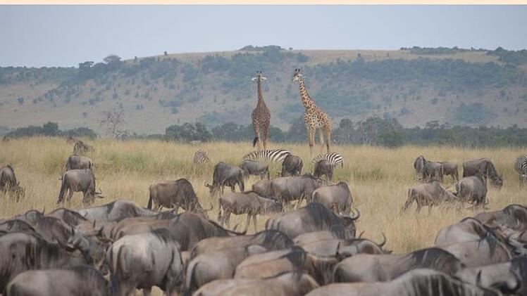 Ein friedliches Miteinander im Schutzgebiet Masai Mara. Günther Schneider