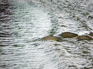 Fische versuchten gestern, die Sander Seestraße vom strömungsreichen Untermain-Gewässer zum tieferen Baggersee zu überqueren.