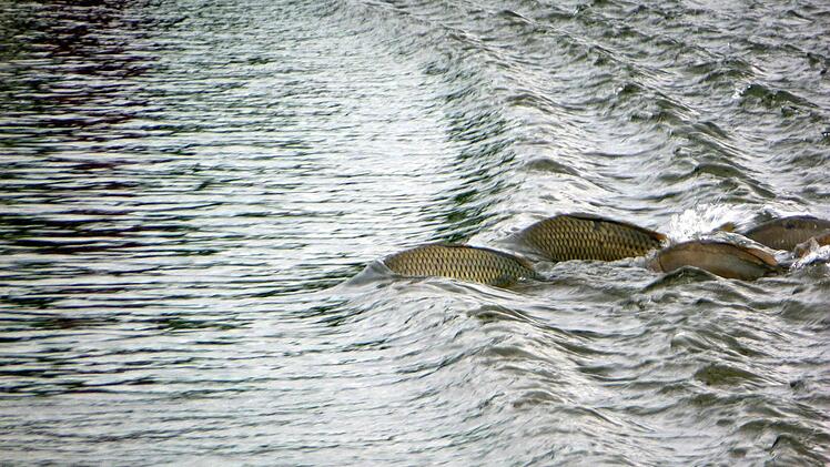 Fische versuchten gestern, die Sander Seestraße vom strömungsreichen Untermain-Gewässer zum tieferen Baggersee zu überqueren.
