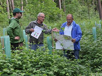 Bernhard Roppelt (rechts), Matthias Jessen (Mitte) und Matthias Koch inmitten einer stark verkrauteten Kahlfläche. Wo noch vor kurzem Fichtenbäume standen, die ein Sturm gefällt hat, wurden im Schutz von sogenannten Wuchshüllen 500 Bergahorn- und Spitzahorn-Bäumchen gepflanzt. Foto: Mathias Erlwein