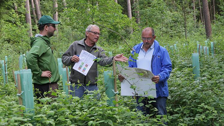Bernhard Roppelt (rechts), Matthias Jessen (Mitte) und Matthias Koch inmitten einer stark verkrauteten Kahlfläche. Wo noch vor kurzem Fichtenbäume standen, die ein Sturm gefällt hat, wurden im Schutz von sogenannten Wuchshüllen 500 Bergahorn- und Spitzahorn-Bäumchen gepflanzt. Foto: Mathias Erlwein