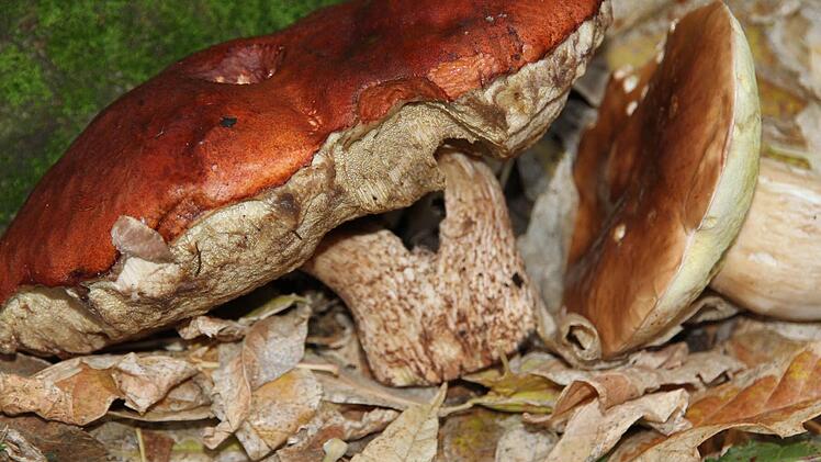 Eine zusammengewachsene Rotkappe