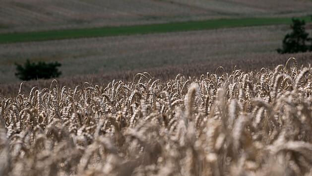 Schlechte Weizenernte in Bayern: Qualit&auml;t ist miserabel - Verbraucher m&uuml;ssen mehr zahlen