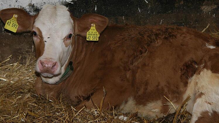 Das gelockte Kälbchen schaut genau in die Kamera - und ist mit den Filmaufnahmen zufrieden.