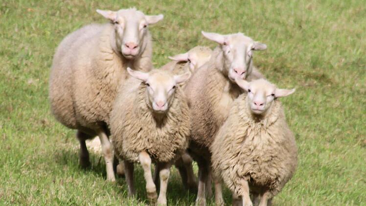 Franken-Trial der Border Collies  Foto: Sonny Adam