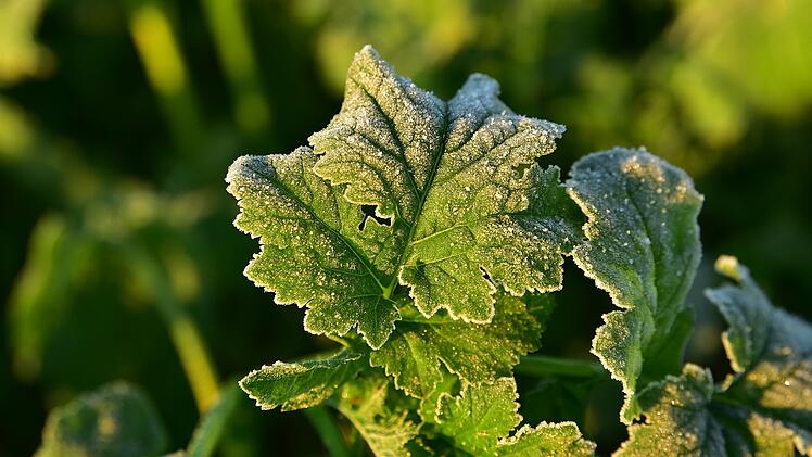 Symbolbild: Bodenfrost