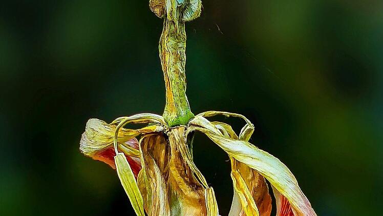 Siegerfoto Nummer 2. Ebenfalls Platz ein: Das Ende einer Blüte. Foto: Gerd Wetzels