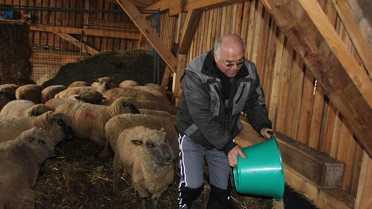 Zwei Mal am Tag wird im Winter gefüttert, im Sommer reicht das Gras zwischen den Photovoltaik-Modulen.