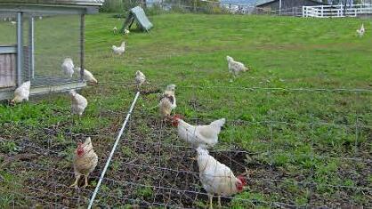 Die Gockelwiese  Fotos: Petra Malbrich