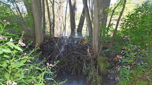 Mit enormem Geschick haben Biber die Lauter zwischen Neukirchen und Tremersdorf angestaut.