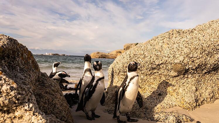 Auf den Galapagosinseln erforschen die Brillenpinguine neue Wege der Nahrungsbeschaffung, denn der dortige Fischbestand schwindet.