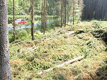 Ein Waldbesitzer hat in der Nähe der Felsmühle bereits mit dem Abholzen begonnen. Die Kreisstraße (im Hintergrund links) soll nach dem Ausbau dort verlaufen, wo die Bäume gefällt worden sind.  Foto: Friedwald Schedel