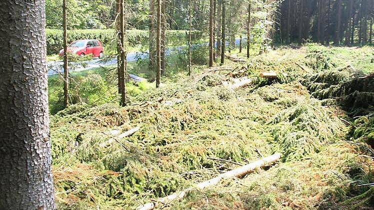 Ein Waldbesitzer hat in der Nähe der Felsmühle bereits mit dem Abholzen begonnen. Die Kreisstraße (im Hintergrund links) soll nach dem Ausbau dort verlaufen, wo die Bäume gefällt worden sind.  Foto: Friedwald Schedel