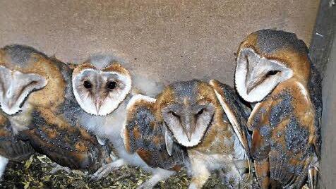 Kauziges Quartett: Vier der sieben jungen Schleiereulen, die im Nistkasten in der Scheune von Wendelin Mangold geboren wurden. Gut ist die sehr unterschiedliche Größe der Tiere zu erkennen.