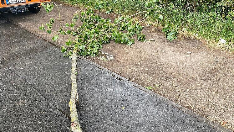 Bamberg: "Gr&uuml;nastabbr&uuml;che" - Wenn vitale &Auml;ste im Sommer pl&ouml;tzlich abbrechen