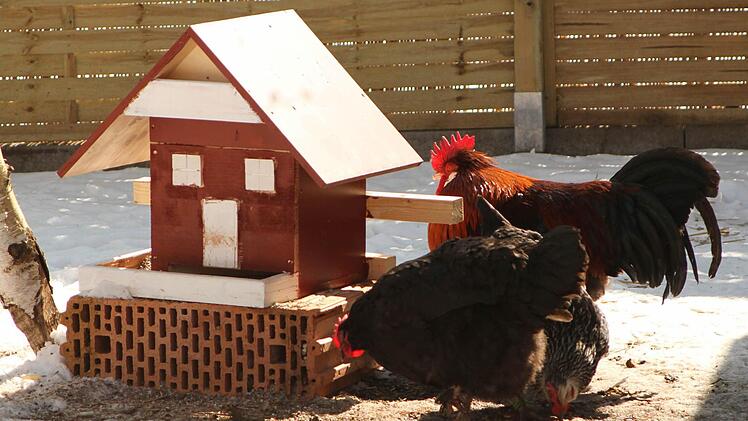 Tiere sollen noch mehr in den Mittelpunkt der Einrichtung gestellt werden, hier die eigenen Hühner.