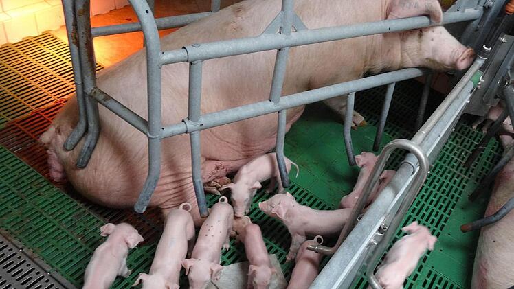 Die kleinen Ferkelchen sind gerade mal einen Tag alt. Foto: Elli Stühler