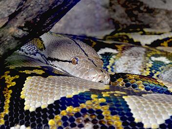 Polizei sucht Besitzer der 3-Meter-Netzpython