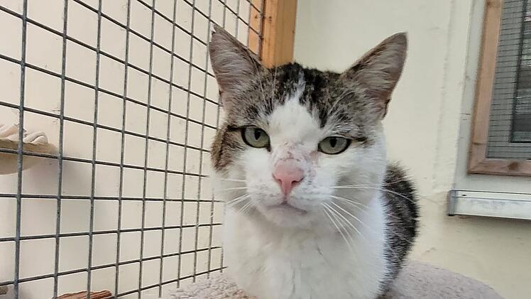Tierheim Kulmbach nimmt "völlig ausgehungerten" Kater Anton auf - dringender Appell